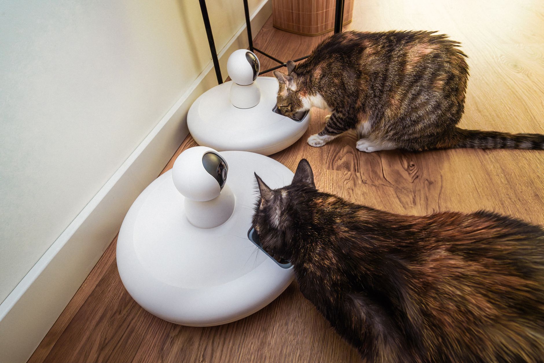 AI Pet Feeder: Is It the Best Smart Solution for Dogs?