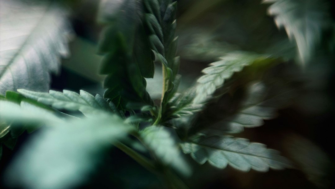Cannabis Canada: A Practical Guide to Products, Labels, and Legal Standards