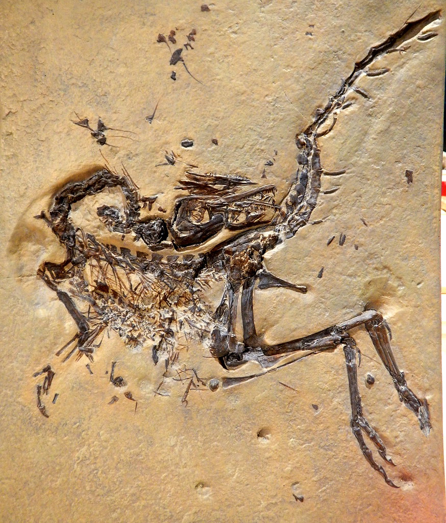 New Species Dinosaur: What Makes This Discovery Worth It?
